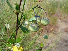 solanum parishii and chlorochroa sayi
